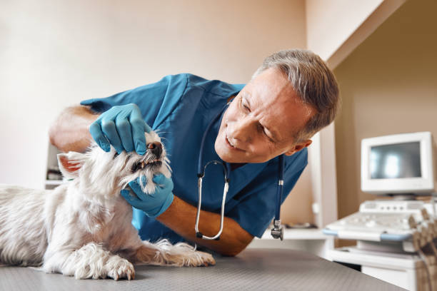 Best Emergency Denture Repair in Clayton, AL
